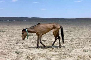 Климатический кризис: в Казахстане – дефицит воды и засуха