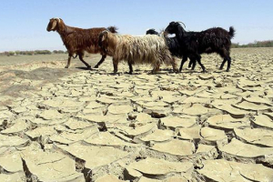 Как чиновники, зарывая голову в горячий песок, не заметили засухи