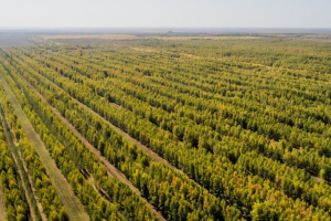 Проект по высадке 2 млрд деревьев срывается?