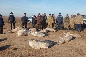Өзенде қатып қалған 21 киіктің өлексесі табылды - БҚО