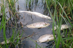 Солтүстік Қазақстанның Тереңкөл көлінде балық қырылды