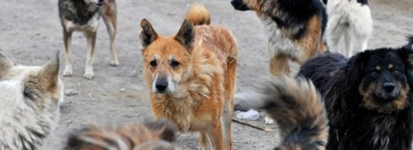 Талғар қаласы маңында иттердің терісі көмілген қорым табылды