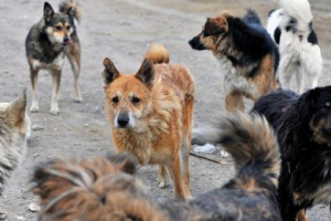 Талғар қаласы маңында иттердің терісі көмілген қорым табылды