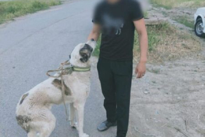 Итті көлікке байлап сүйреген ер адамның кім екені анықталды