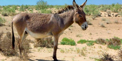 Жас хёнмен үйдегі секс