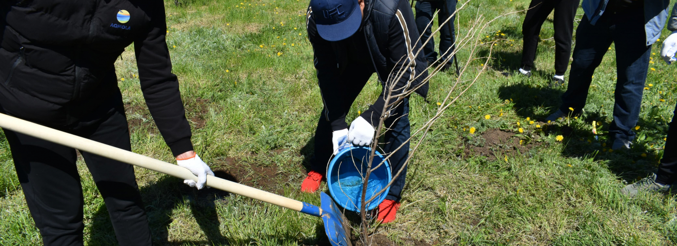 «Таза Қазақстан» акциясы: Атбасар ауданында 1613 көшет отырғызылды