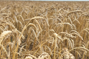 Қазақстанда 26,3 млн тонна астық бастырылды