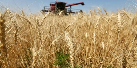 Шаруалардың егісі тарылса да өнімі мол шықты