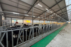 Келер жылы Қостанай облысында мал шаруашылығы саласында 15 жаңа инвестициялық жоба іске қосылады