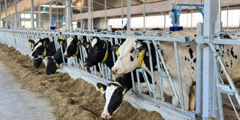 Ақмола облысында қуаттылығы жылына 30 мың бас мал болатын ет консорциумы құрылмақ