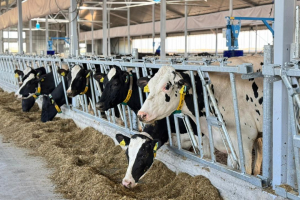 Ақмола облысында қуаттылығы жылына 30 мың бас мал болатын ет консорциумы құрылмақ