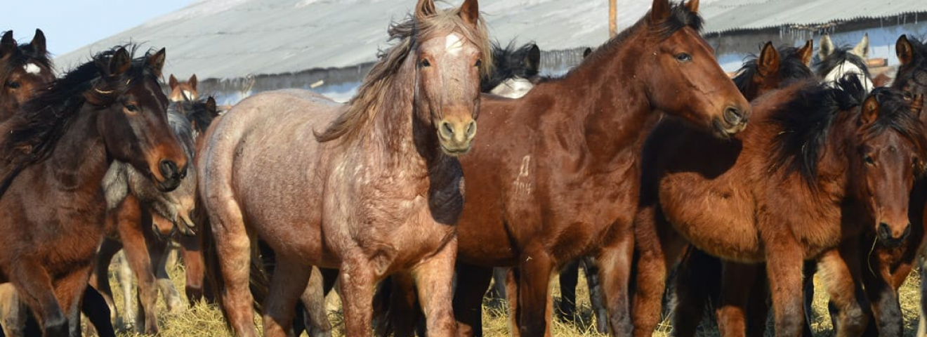 “Ақ жолдың” жеңісі: Жылқы етін мемсатып алу тізіміне енгізуді алғаш Қазыбек Иса көтерген