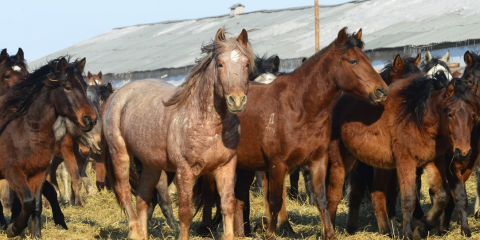 “Ақ жолдың” жеңісі: Жылқы етін мемсатып алу тізіміне енгізуді алғаш Қазыбек Иса көтерген