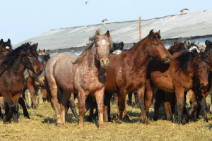 “Ақ жолдың” жеңісі: Жылқы етін мемсатып алу тізіміне енгізуді алғаш Қазыбек Иса көтерген