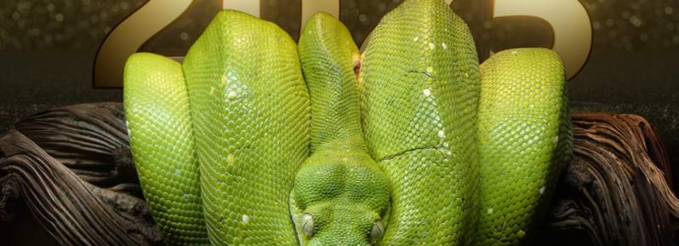 Итоги 2025 года: мудрость змеи оберегает Казахстан