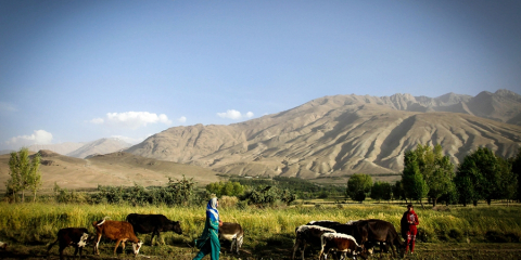 Әйелін ұрғандар жарты айға, қойды қорлағандар 5 айға қамалады