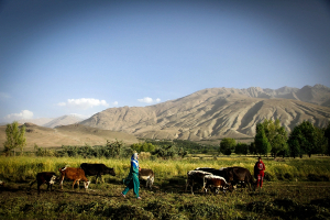Әйелін ұрғандар жарты айға, қойды қорлағандар 5 айға қамалады