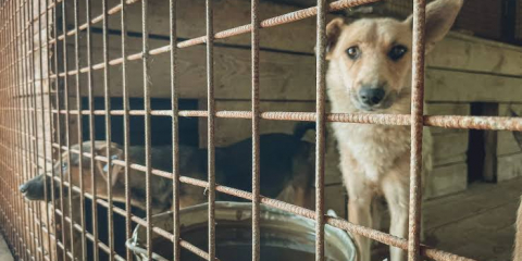 Общественники и депутаты требуют проверить зоозащитные организации