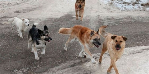 Балалар мен қоғамдық денсаулық: қаңғыбас жануарлардың жасырын қаупі