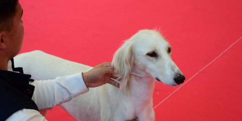 Казахский тазы триумфально представлен на World Dog Show 2026 в Болонье